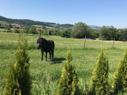 a black horse standing in a field at Domki, apartament, pokój, Limanowa in Limanowa