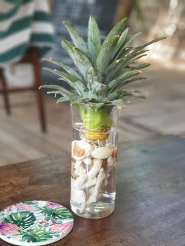 a vase with a plant in it on a table at Memo's Beach in Nilaveli