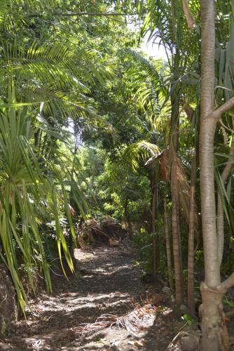 a path through a jungle with palm trees at Villa Des Remparts in Sainte-Marie