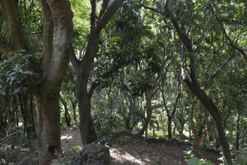 a wooded area with trees and a dirt trail at Villa Des Remparts in Sainte-Marie