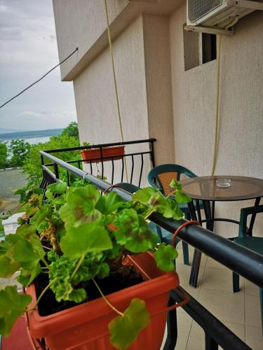 un vaso di piante su un balcone con un tavolo di Kovachevi House a Primorsko