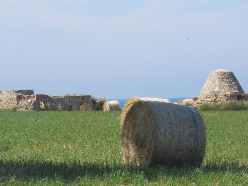a group of hay bales in a field at Nisea in Polignano a Mare