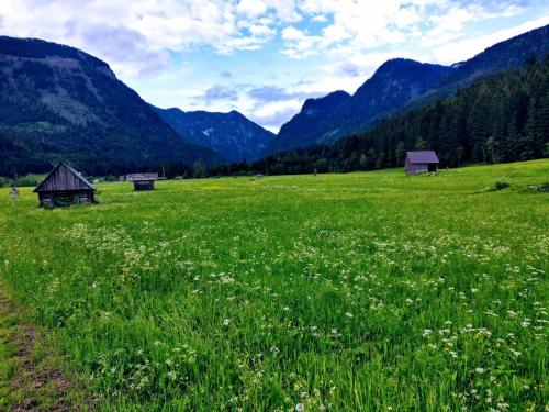 a field of grass with mountains in the background at Pension Edelweiss Top 25 in Gosau