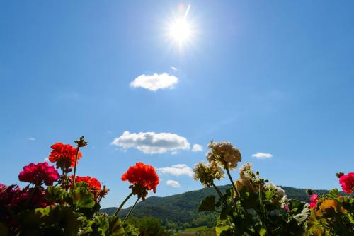 a field of flowers with the sun in the sky at Can MiA in Bas