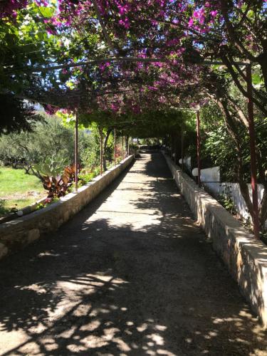 a tree lined path with pink flowers on it at Knossos in Panormos Rethymno
