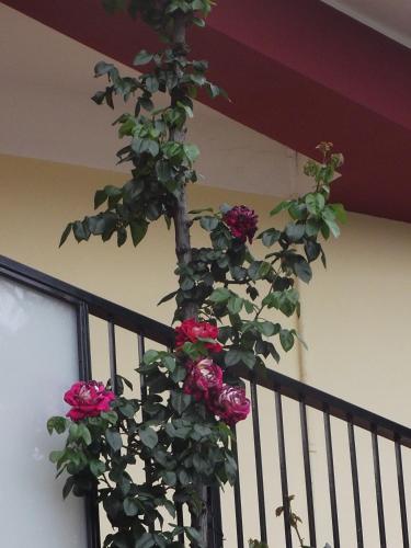 a plant with pink roses growing on a railing at Hotel Renato in Sesto San Giovanni