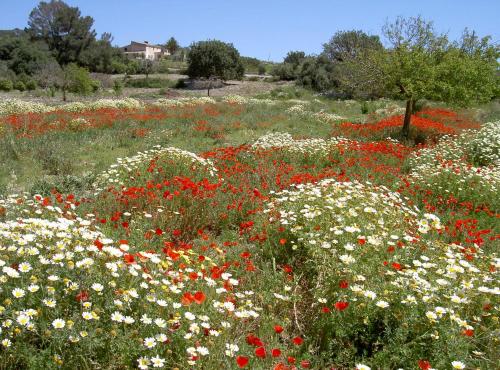 a field of red and white flowers in a field at Apartamentos Parque Mar in Cala d´Or