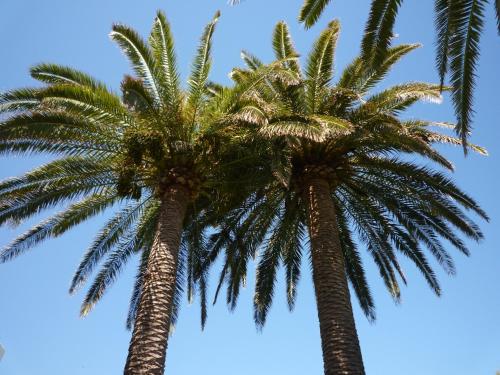 two palm trees with the sky in the background at Apartamentos Parque Mar in Cala d´Or