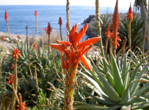an orange flower is growing on a cactus at Apartamentos Parque Mar in Cala d´Or