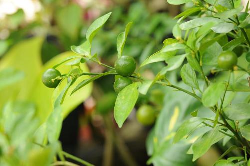 Un jardín fuera de Baantip Suantong