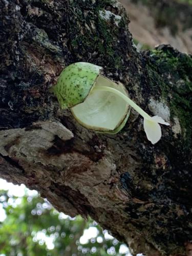 a tree branch with a shell on it at Sana El Jardin Secreto in Santiago de los Caballeros