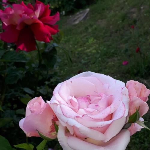 a pink rose in front of some pink roses at Il Ciliegio del Pellegrino in Gubbio