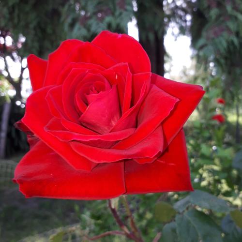 a red rose is growing in a garden at Il Ciliegio del Pellegrino in Gubbio