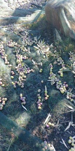 a bunch of nuts sitting on the ground at La Piana degli Ulivi in Rossano