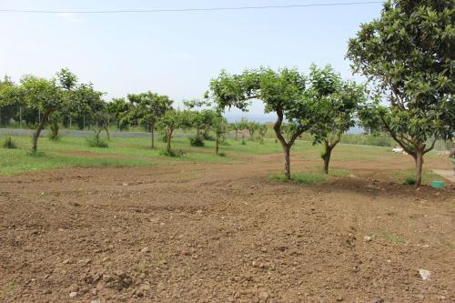 a dirt road with trees in a field at Villa Alice in Capo Vaticano