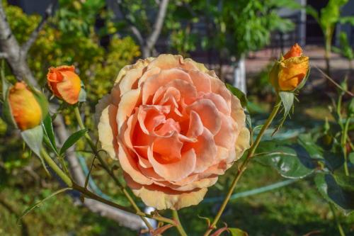 a peach colored rose is growing in a garden at Rose Garden Apartments in Mitikas