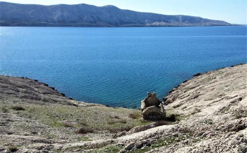 a bear sitting on a rock next to a body of water at Apartments VESNA in Pag