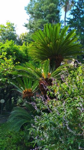 a garden with palm trees and other plants at Hotel Lucciola in Bordighera