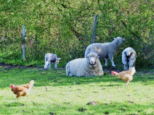 a group of sheep and chickens in a field at L'Ancien Presbytère Chambres D'hote ou Gite in Le Dorat