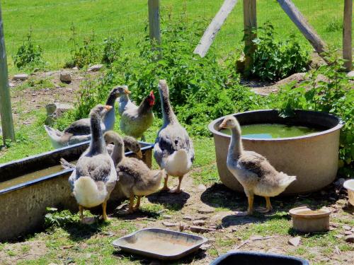 a group of ducks standing next to a tub of water at L'Ancien Presbytère Chambres D'hote ou Gite in Le Dorat