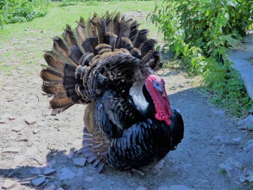 a turkey standing on the ground with its feathers out at L'Ancien Presbytère Chambres D'hote ou Gite in Le Dorat