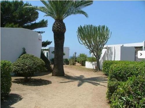 a palm tree in a yard next to a building at Residenza Gherly in Capo Vaticano