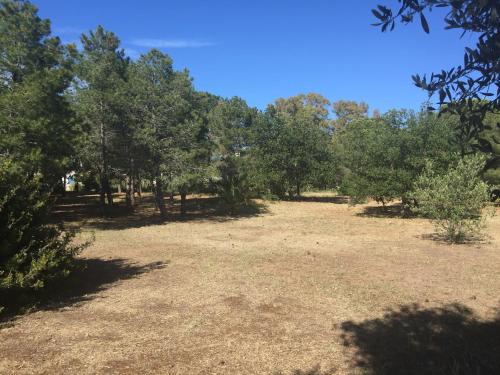 a large field with trees in the background at Residenza Gherly in Capo Vaticano