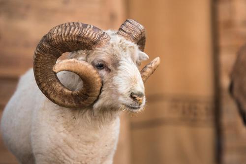 a ram with large horns on its head at Liebe zur Steiermark / Haus Tyrol in Jagerberg