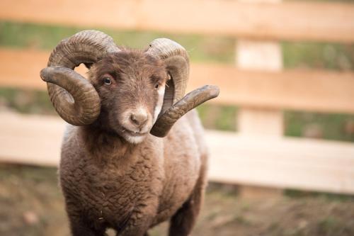a ram with large horns is looking at the camera at Liebe zur Steiermark / Haus Tyrol in Jagerberg