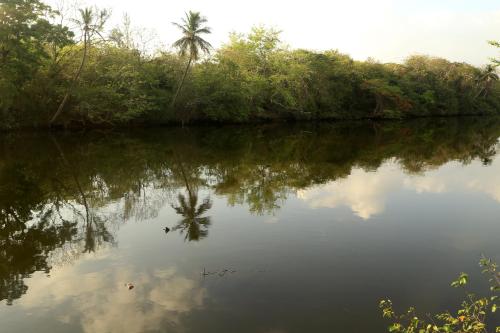 a river with a reflection of a palm tree in the water at Hotel Plaza Palmas in Tuxpan de Rodríguez Cano