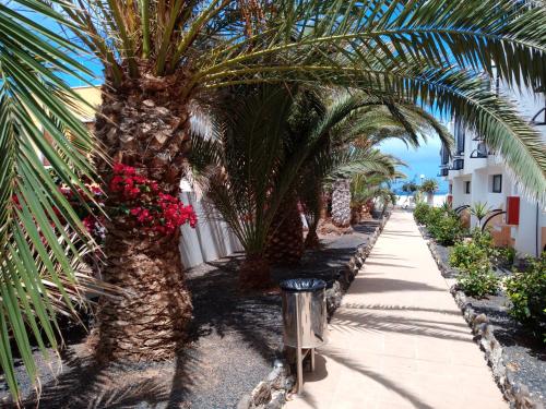 A garden outside Apartamento London Complex Amaya Fuerteventura