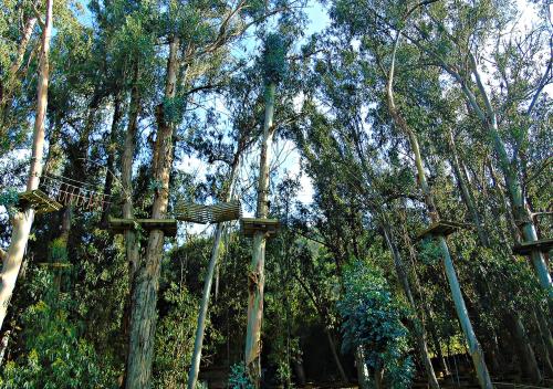 a group of trees with a platform in the forest at Las Montañas de Olmué Resort & Conference Center in Olmué
