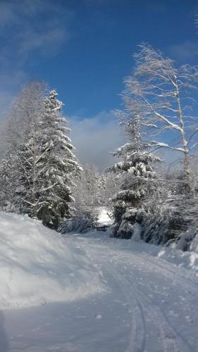 a group of trees covered in snow next to a road at Apartmán Relax Hamry in Nové Hamry