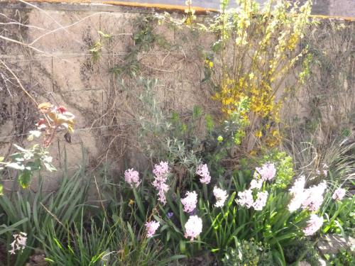 a garden with pink flowers in front of a wall at La Maison Des Fleurs in Montembœuf