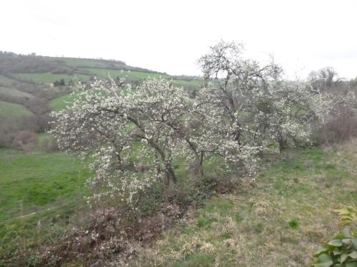 a tree with white flowers in a field at La Maison Des Fleurs in Montembœuf