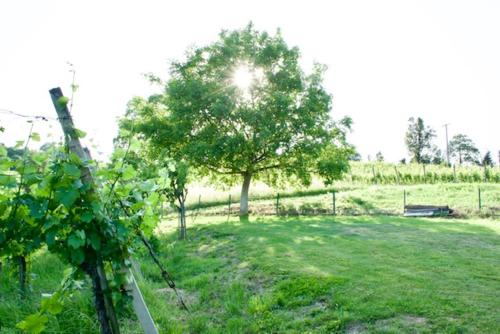 a view of a field with a tree and a fence at NA OFF in Radenci