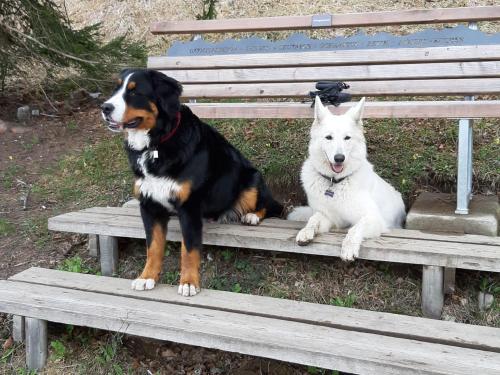 two dogs are sitting on a park bench at Haus Valle in Reith bei Seefeld