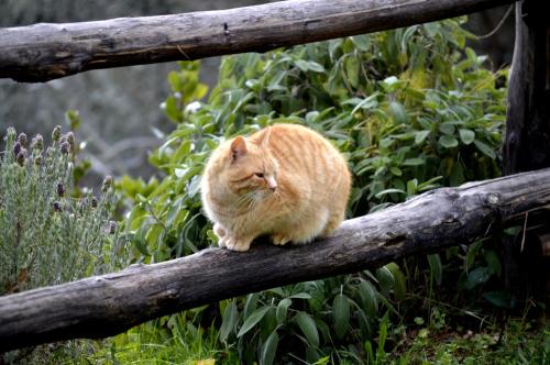 an orange cat sitting on a tree branch at Masseria Cata catascia in Tortorella