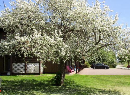 Un árbol con flores blancas en un patio en Tidal Bore Inn, en Truro
