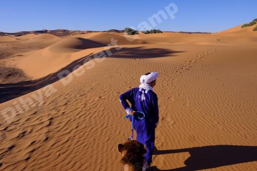 a man with a camel in the desert at Dihya desert camp in Merzouga