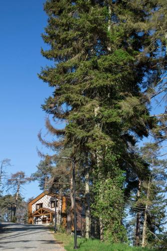 a large pine tree on the side of a road at Hancioglu Orman Evleri & Hotel in Trabzon