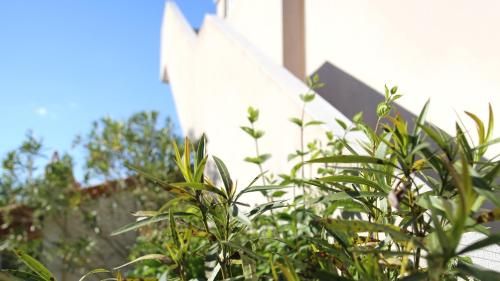 a green bush in front of a white building at Résidence les Mûriers in Allegre Les Fumades