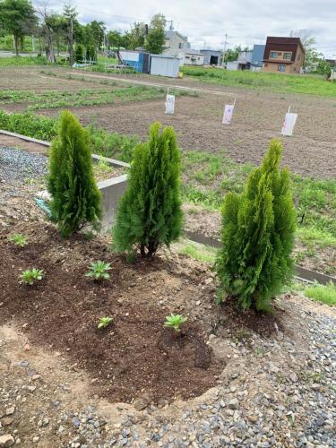 a group of trees in a dirt field at STAY Sakura in Bibai