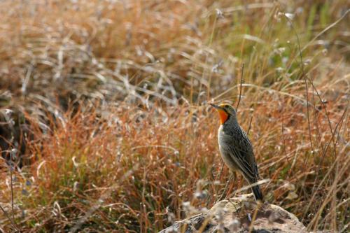 a bird standing on a rock in the grass at Mount Camdeboo Private Game Reserve by NEWMARK in Graaff-Reinet