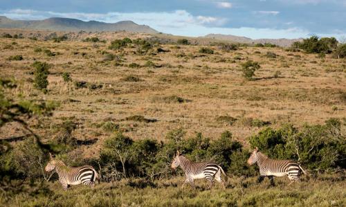 three zebras walking in the grass in a field at Mount Camdeboo Private Game Reserve by NEWMARK in Graaff-Reinet