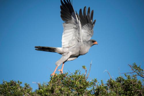 a bird flying in the sky with its wings out at Mount Camdeboo Private Game Reserve by NEWMARK in Graaff-Reinet