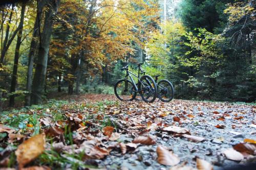 two bikes parked on a leaf covered path in the woods at RowerowyFun in Nowy Sącz