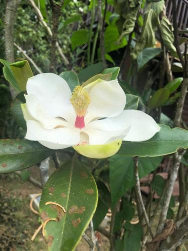 Imagen de la galería de Yiyue Guanhe Homestay 倚月觀荷民宿, en Danei