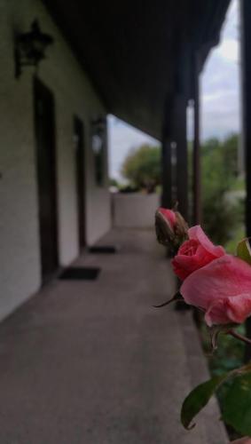 a pink rose sitting on the side of a building at Miltons Country Lodge in Langford