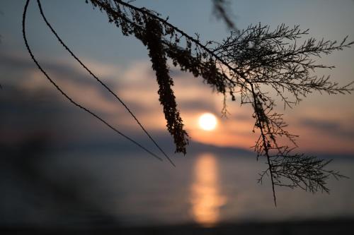 a sunset over the water with a tree branch at Sentimento in Prinos